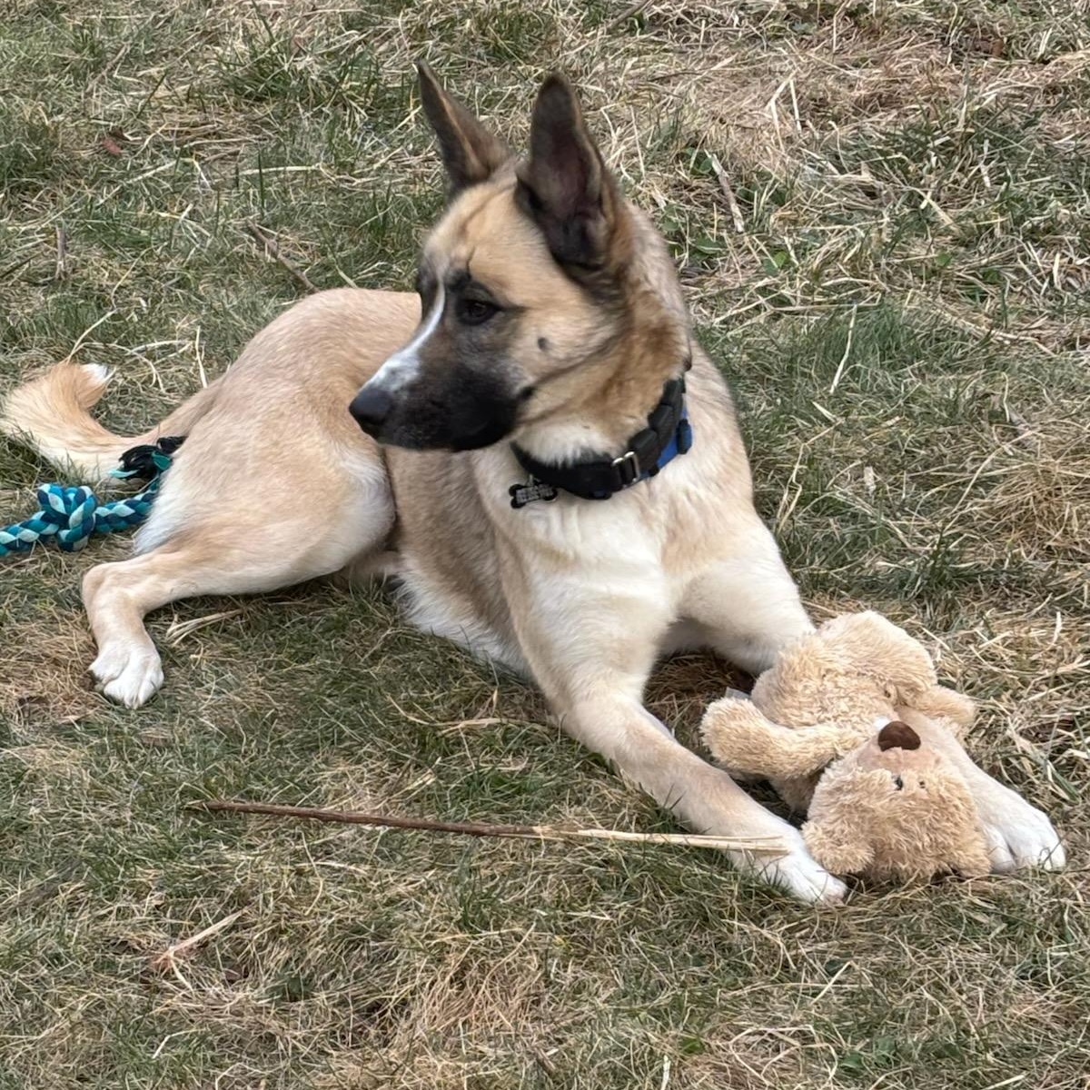 Enlarge Jackson, a Adoptable mixed breed in Concord, NC image 1/6