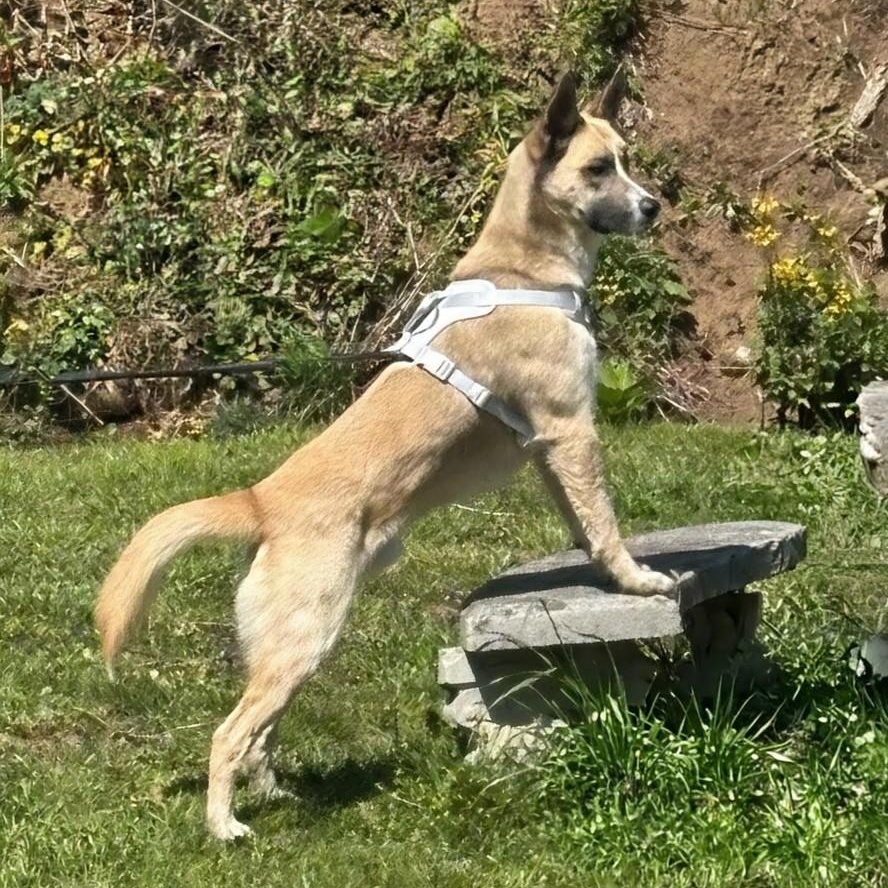 Enlarge Jackson, a Adoptable mixed breed in Concord, NC image 2/6