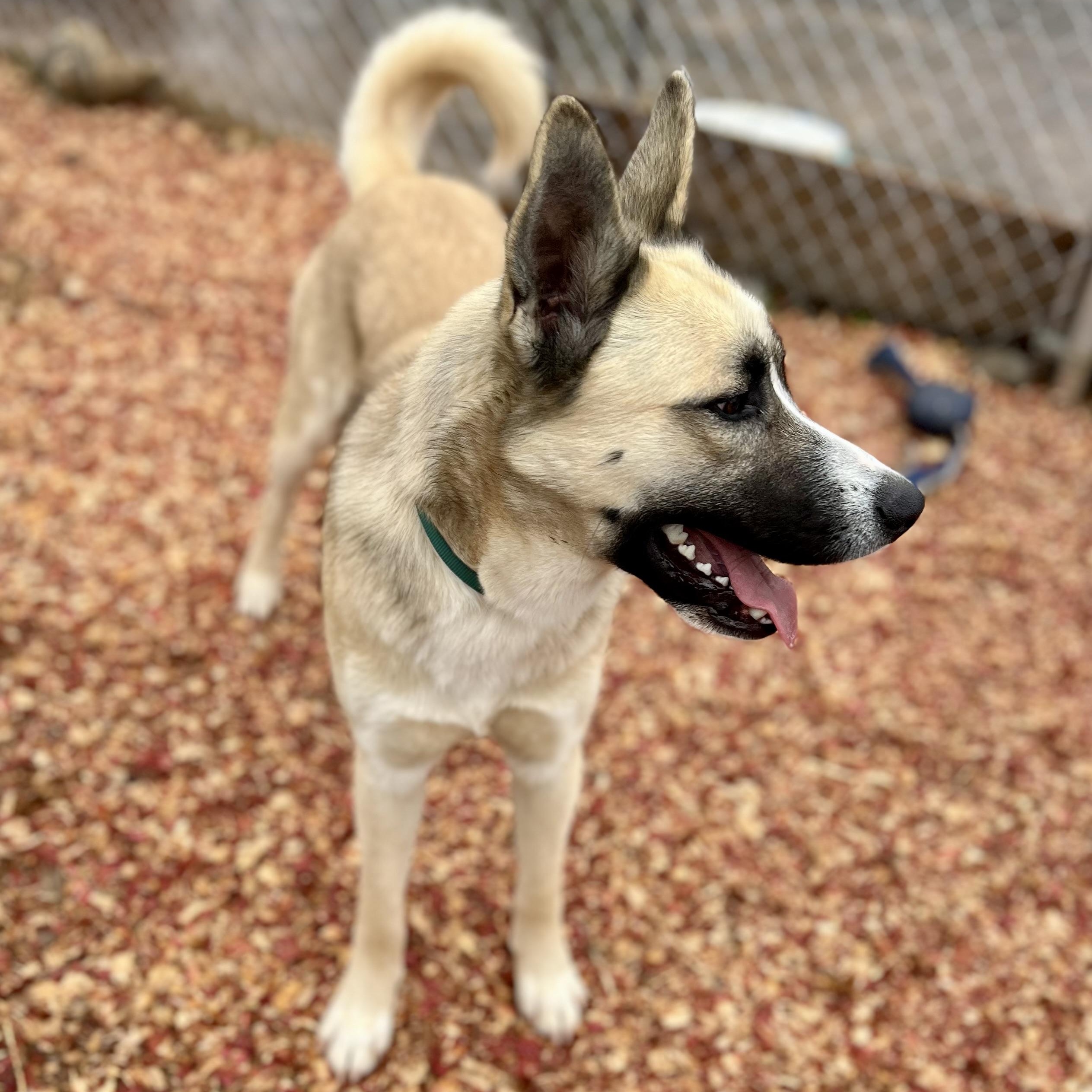 Enlarge Jackson, a Adoptable mixed breed in Concord, NC image 4/4