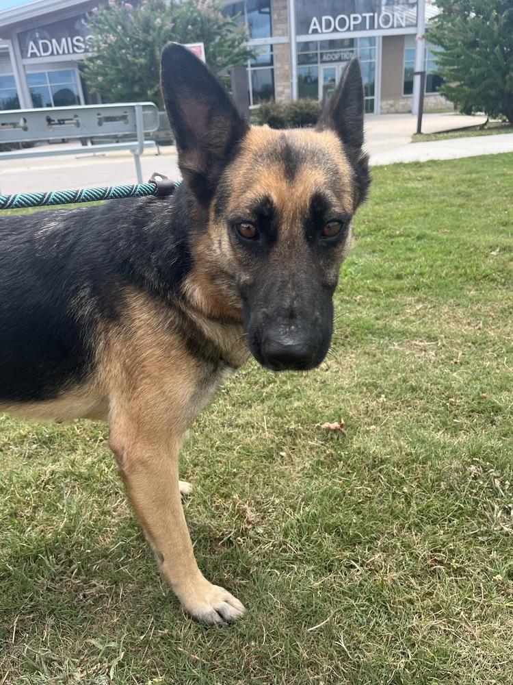 Amelia, Adoptable, Adult Female German Shepherd Dog.