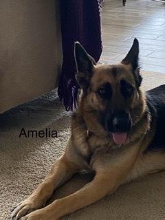 Enlarge Amelia, a Adoptable German Shepherd Dog in Houston, TX image 2/6