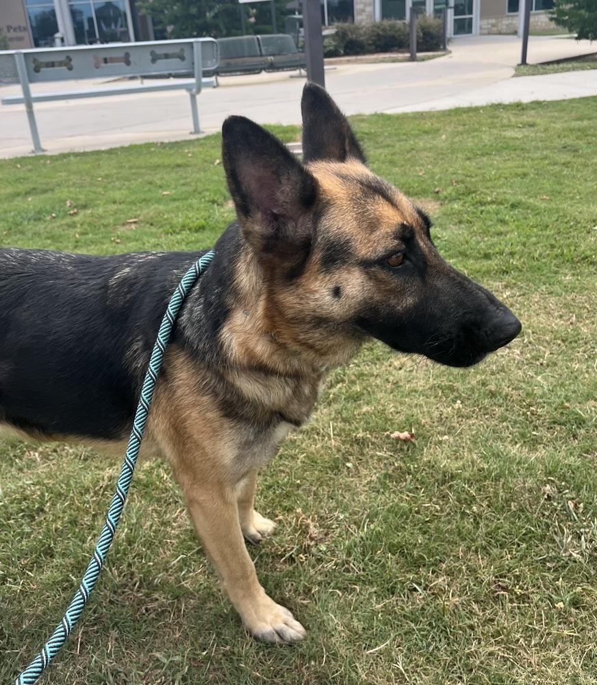 Enlarge Amelia, a Adoptable German Shepherd Dog in Houston, TX image 3/6