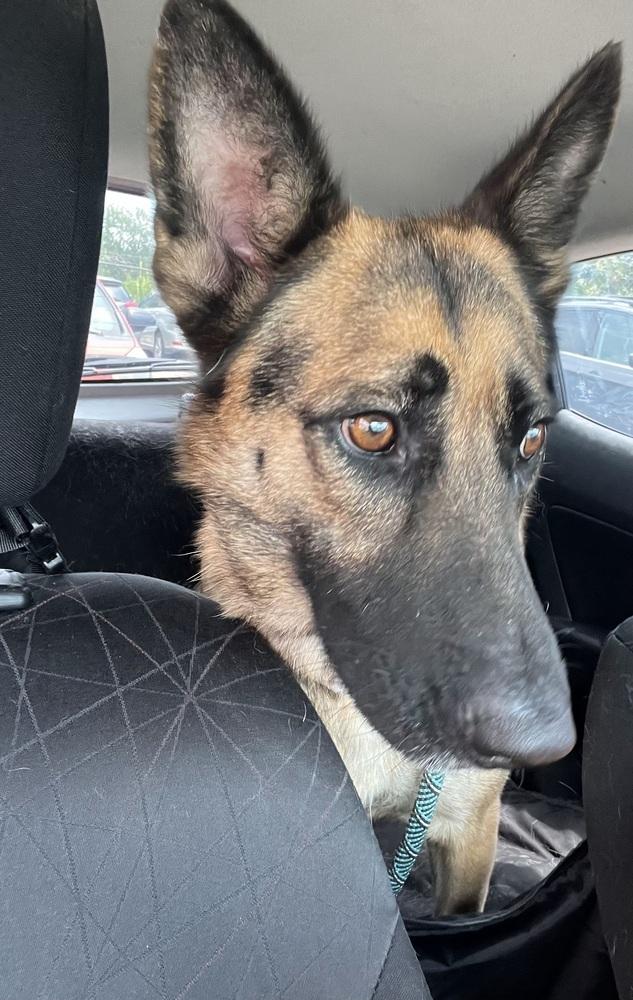 Enlarge Amelia, a Adoptable German Shepherd Dog in Houston, TX image 4/6