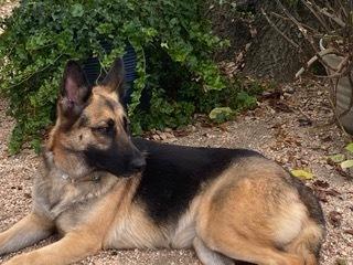 Enlarge Amelia, a Adoptable German Shepherd Dog in Houston, TX image 5/6
