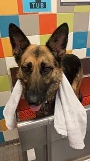 Enlarge Amelia, a Adoptable German Shepherd Dog in Houston, TX image 6/6