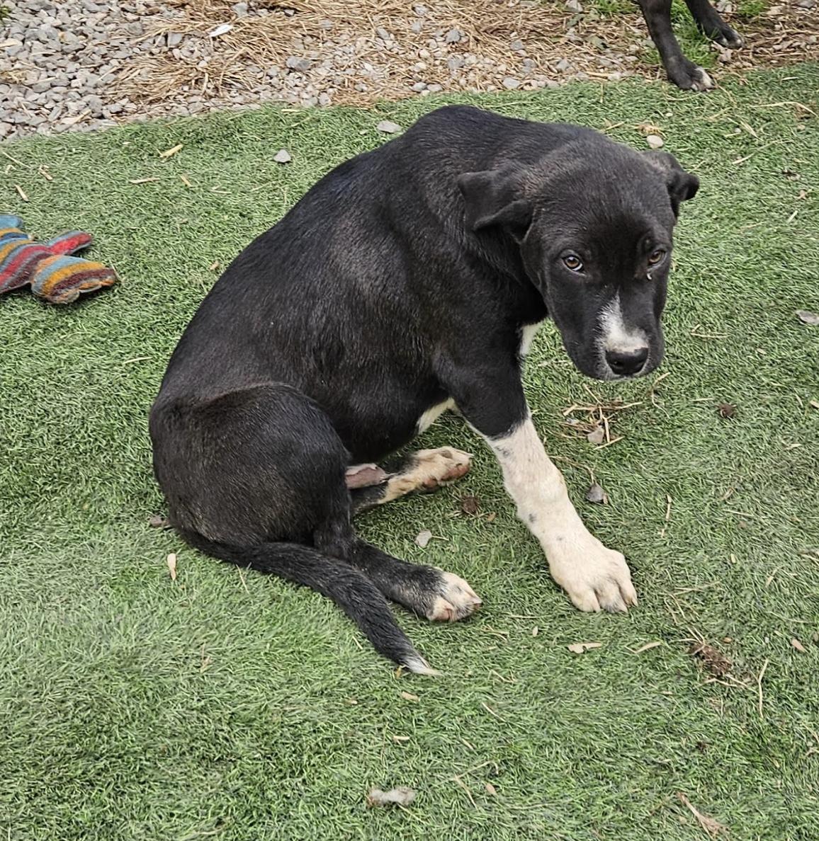 Lyric Lemon, a ADOPTABLE mixed breed in Woburn, MA image 1/6