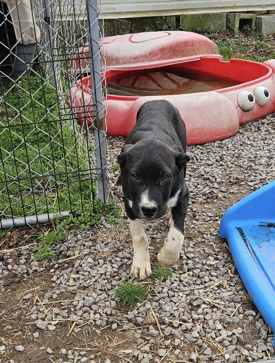 Lyric Lemon, a ADOPTABLE mixed breed in Woburn, MA image 2/6