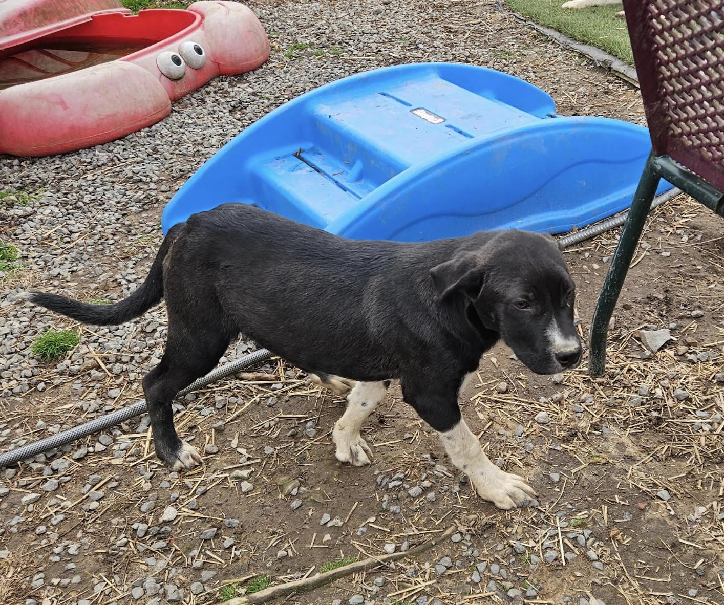 Lyric Lemon, a ADOPTABLE mixed breed in Woburn, MA image 3/6