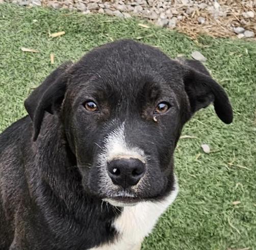 Lyric Lemon, a ADOPTABLE mixed breed in Woburn, MA image 4/6