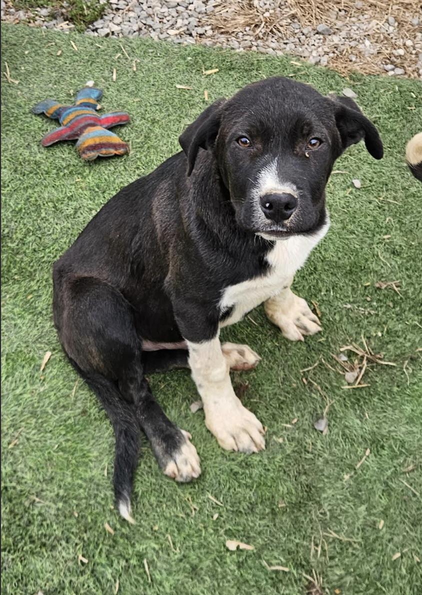 Lyric Lemon, a ADOPTABLE mixed breed in Woburn, MA image 5/6