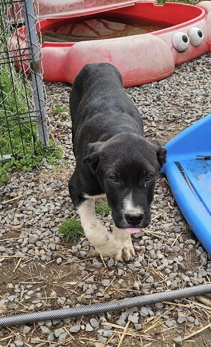 Lyric Lemon, a ADOPTABLE mixed breed in Woburn, MA image 6/6