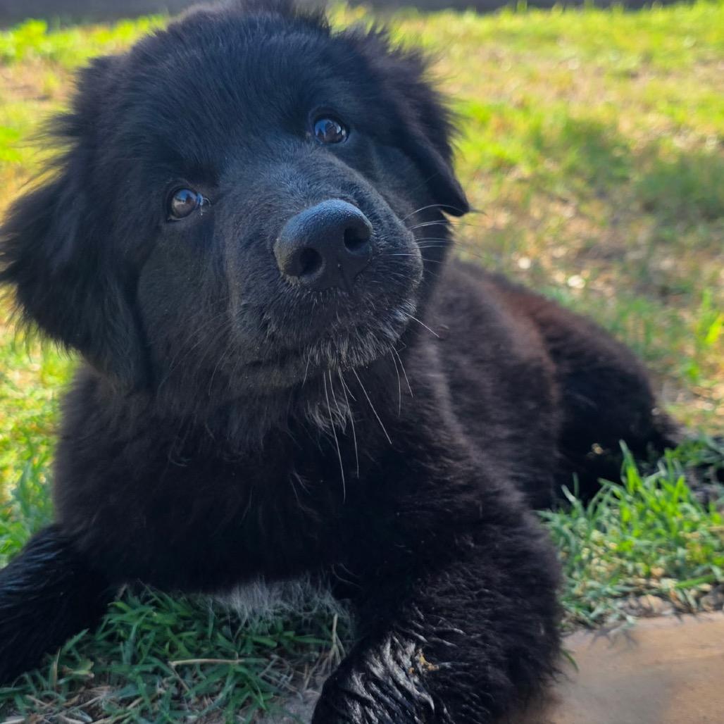 Mookie, Adoptable, Puppy Female Mixed Breed.