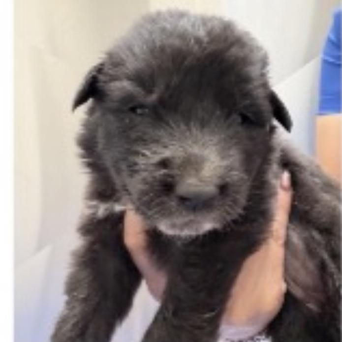 Enlarge Mookie, a Adoptable Mixed Breed in Oxford, ME image 3/3