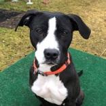 Enlarge Maeve, an adopted Pit Bull Terrier in Potsdam, NY image 1/2