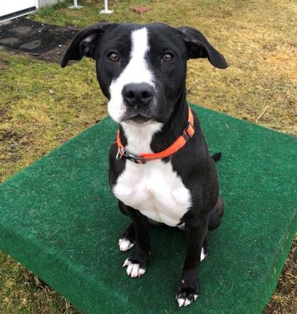 Enlarge Maeve, an adopted Pit Bull Terrier in Potsdam, NY image 2/2