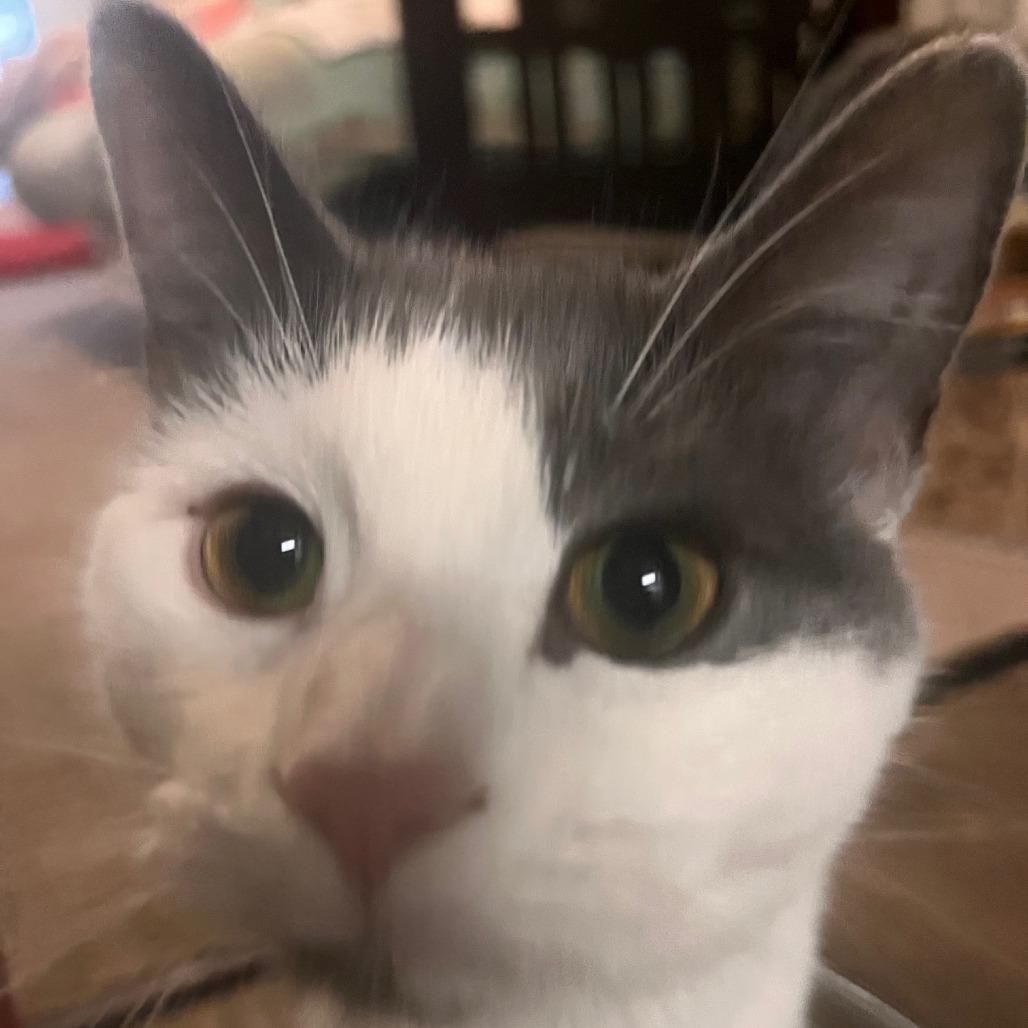 Enlarge Izzy, a Adoptable Domestic Short Hair in Winston Salem, NC image 1/5