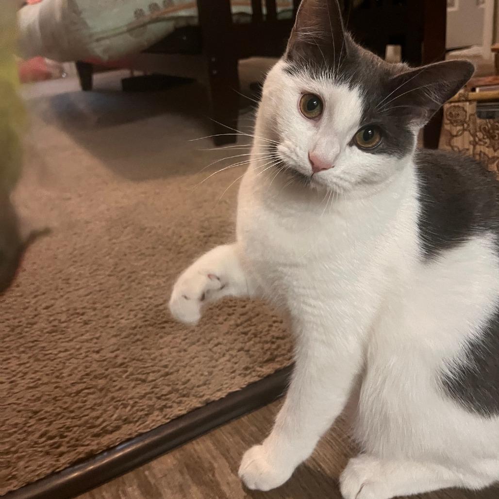 Izzy — thumbnail 2