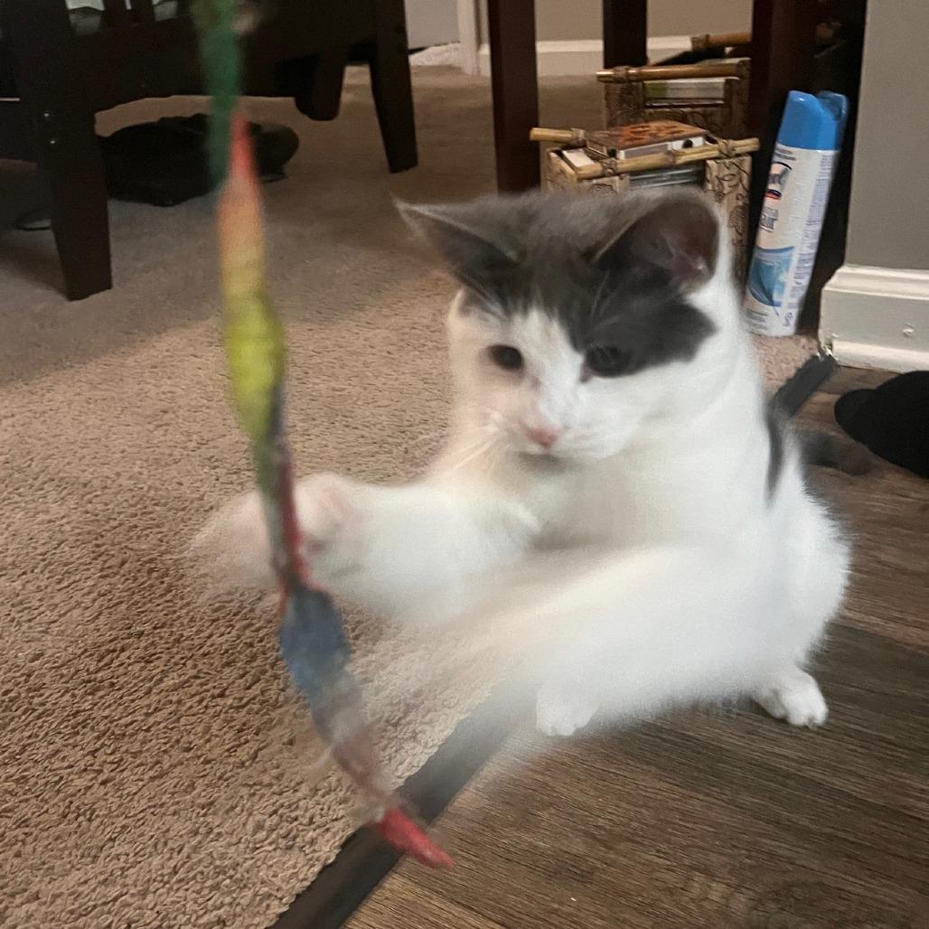 Izzy — thumbnail 4