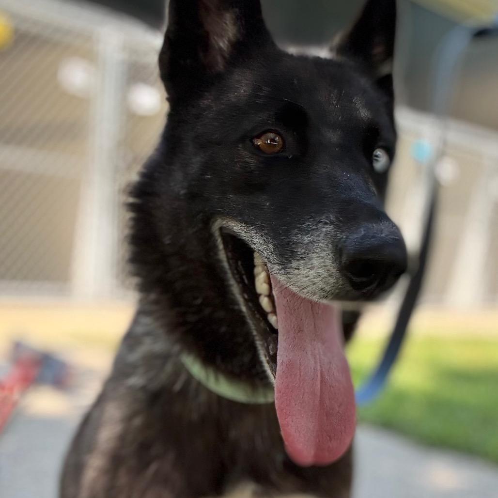 Enlarge Aayla, a Adoptable Husky in Pekin, IL image 1/4