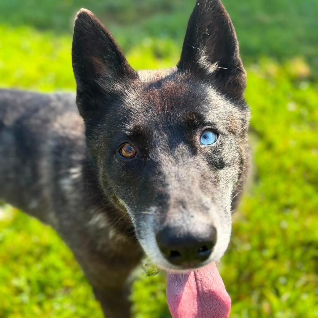 Enlarge Aayla, a Adoptable Husky in Pekin, IL image 2/4