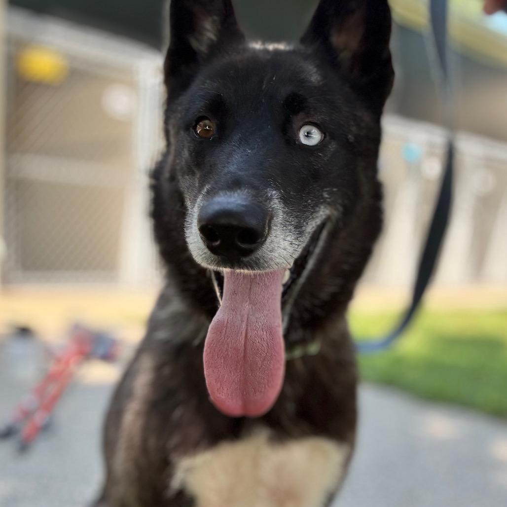 Enlarge Aayla, a Adoptable Husky in Pekin, IL image 3/4