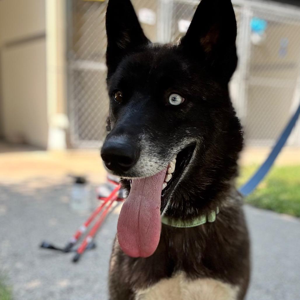 Enlarge Aayla, a Adoptable Husky in Pekin, IL image 4/4
