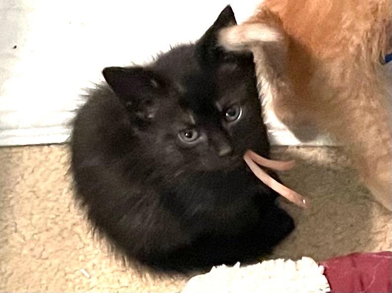 Enlarge Christine, a Adoptable mixed breed in Newaygo, MI image 2/3