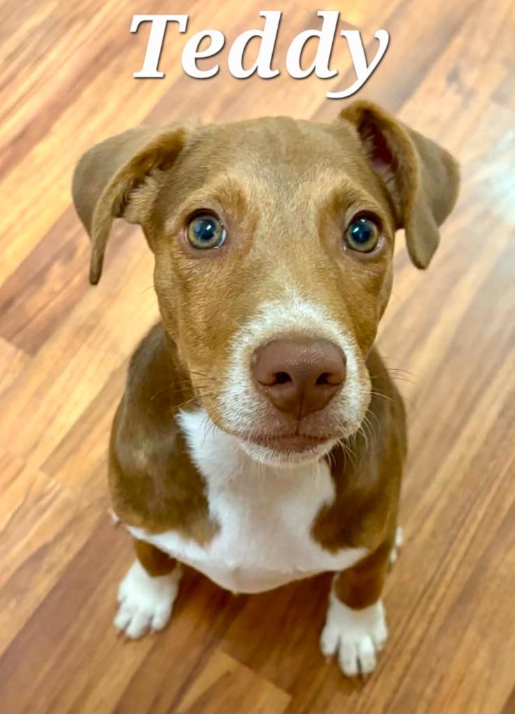 Enlarge Teddy, a Adoptable mixed breed in Rutherfordton, NC image 1/4