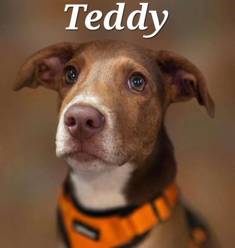 Enlarge Teddy, a Adoptable mixed breed in Rutherfordton, NC image 2/4