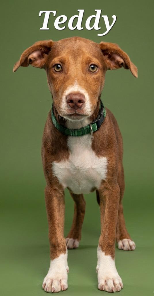 Enlarge Teddy, a Adoptable mixed breed in Rutherfordton, NC image 3/4