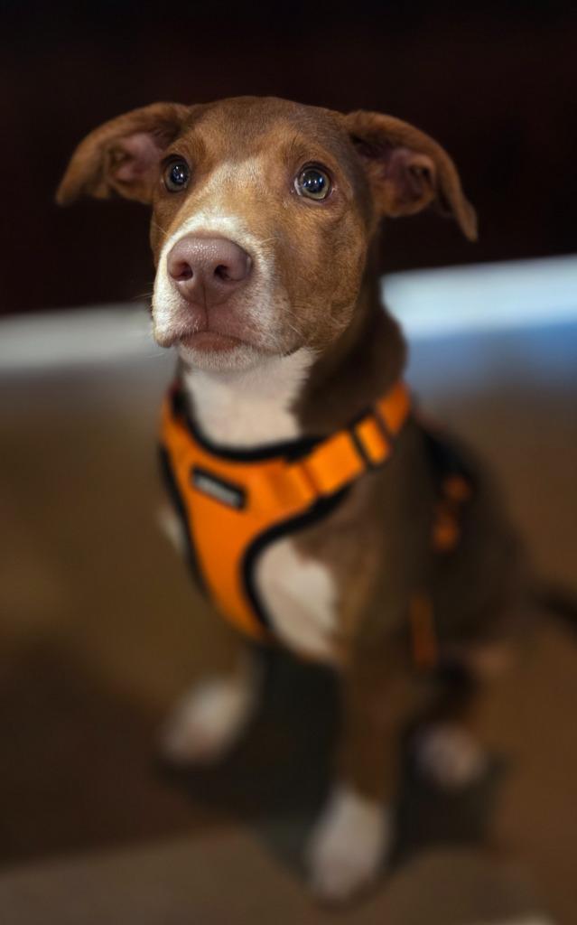Enlarge Teddy, a Adoptable mixed breed in Rutherfordton, NC image 4/4