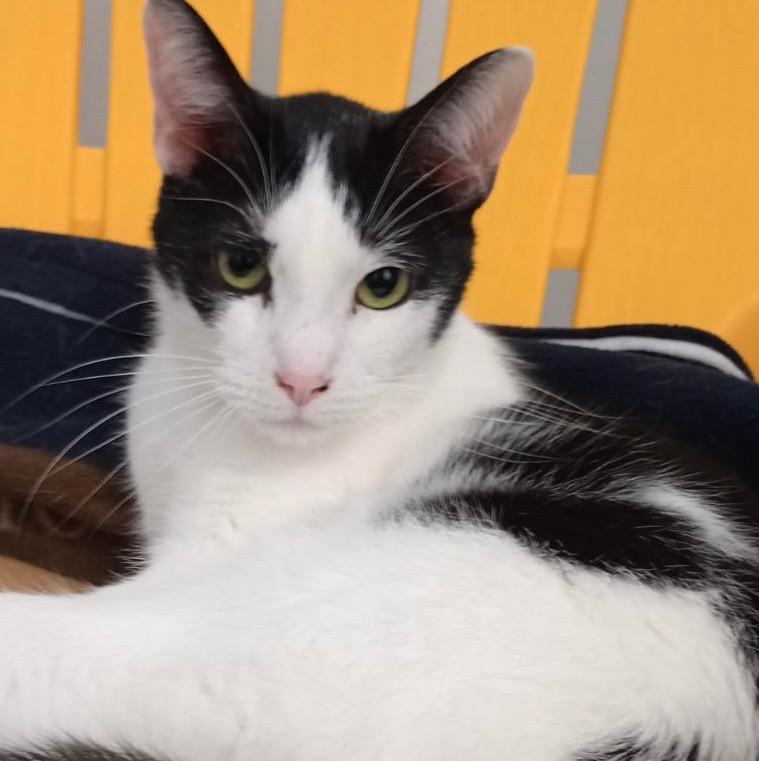 Enlarge Shelly, a Adoptable mixed breed in Saginaw, MI image 1/1