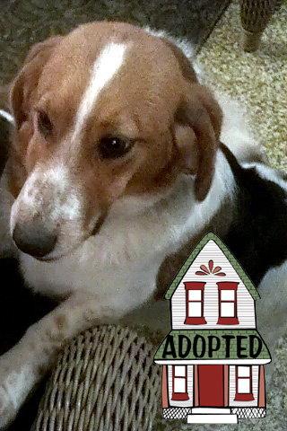 WAYNE, Adopted, Young Male Basset Hound & Australian Shepherd.