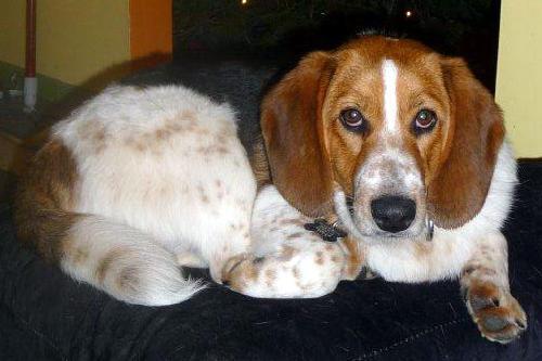 Enlarge WAYNE, a Adopted mixed breed in Mays Landing, NJ image 2/2