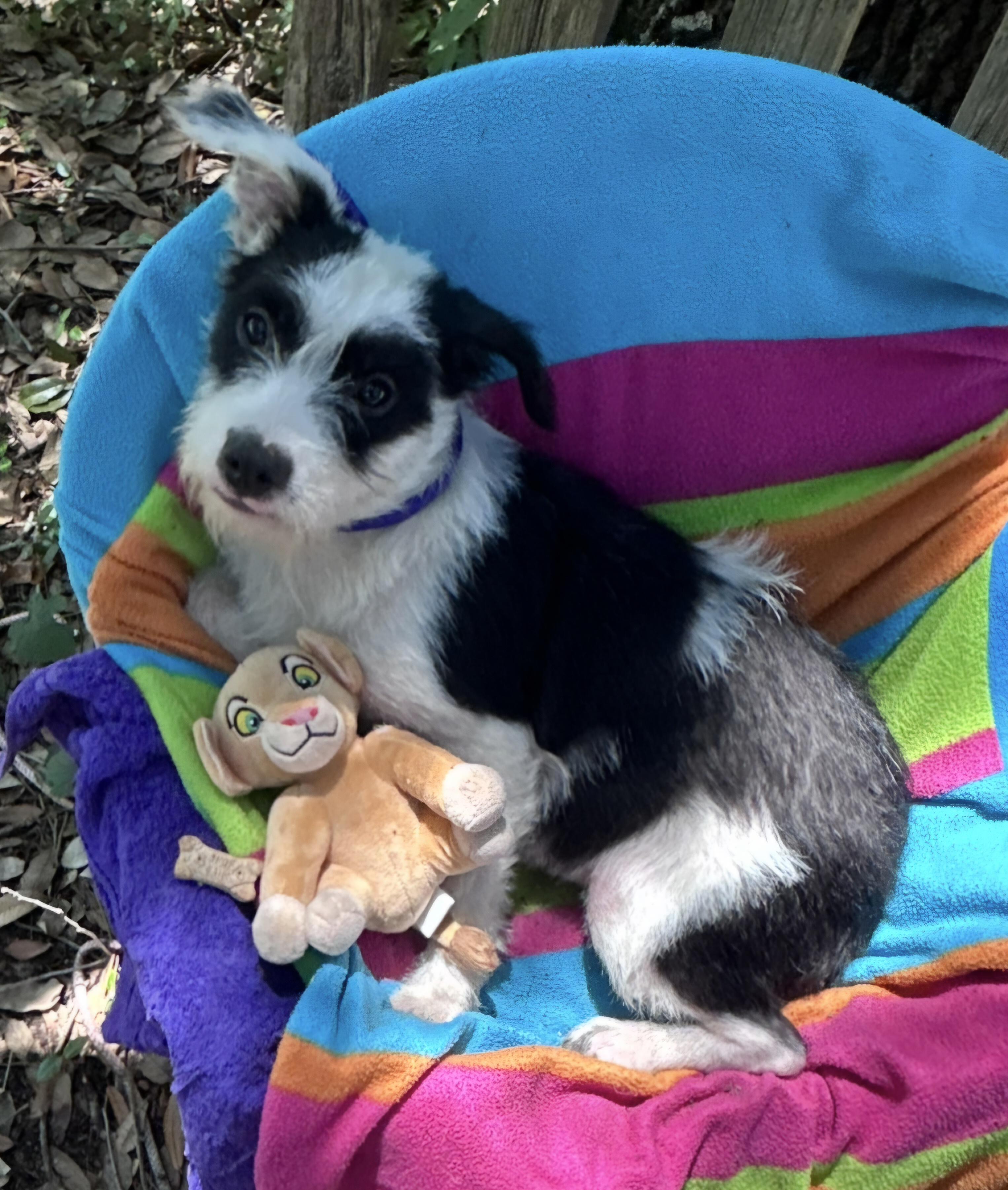 Enlarge Babbette OR14407-T, a Adoptable mixed breed in Beaverton, OR image 3/6