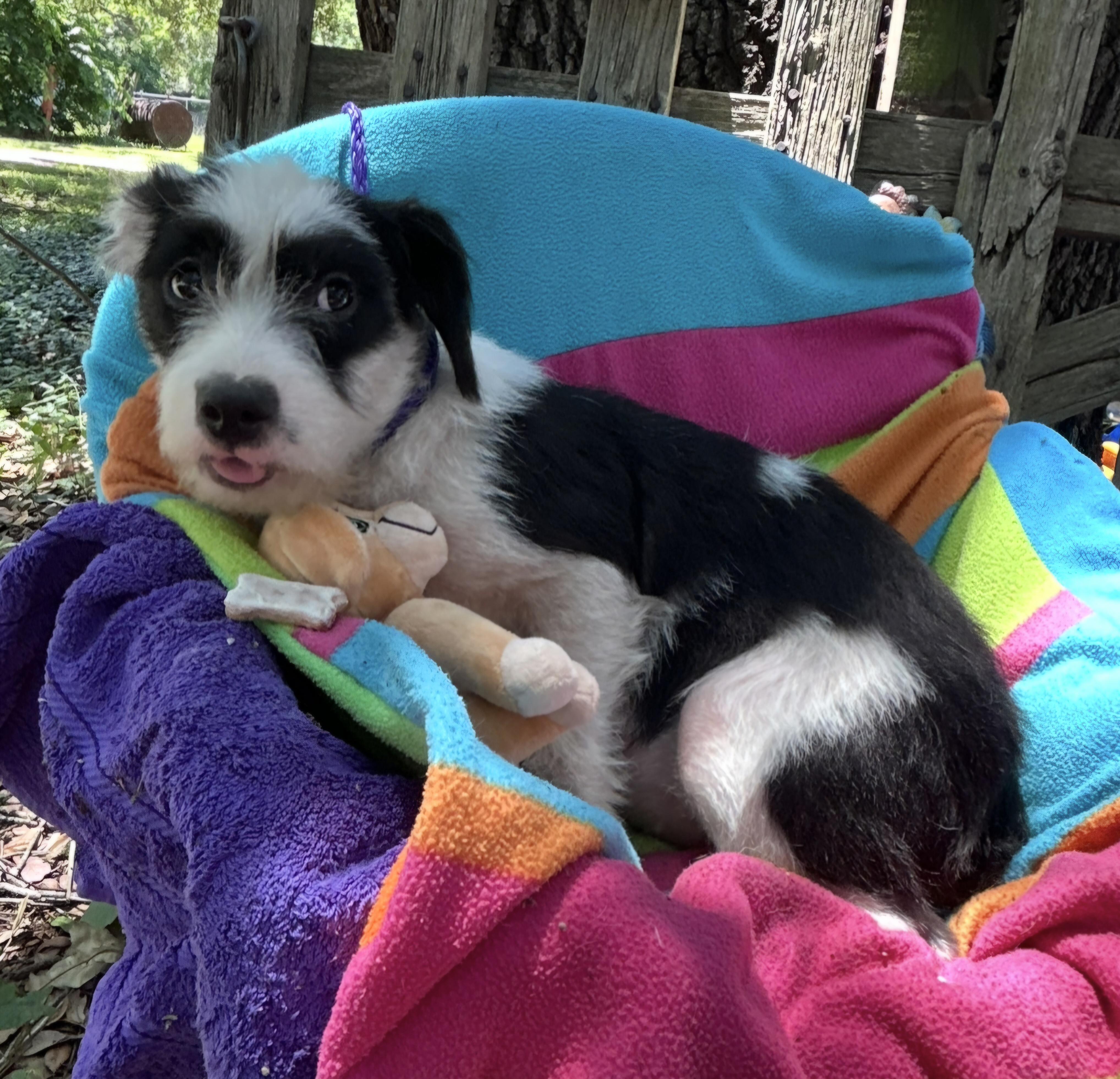 Enlarge Babbette OR14407-T, a Adoptable mixed breed in Beaverton, OR image 5/6