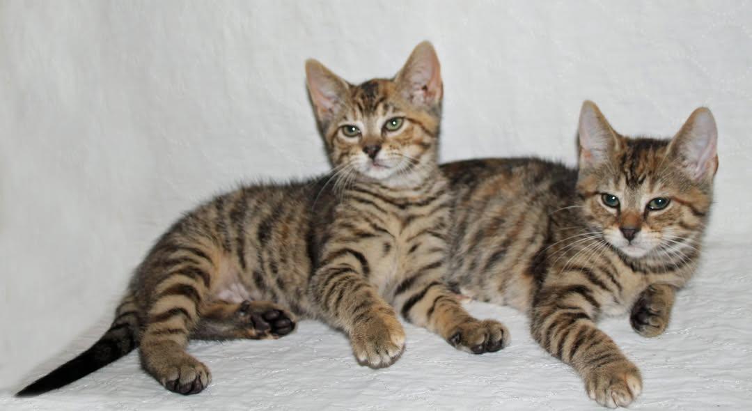 Enlarge Gracie and Perry, an adopted mixed breed in Salem, NJ image 2/3