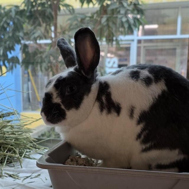 MICK, Adoptable, Adult Male Bunny Rabbit.