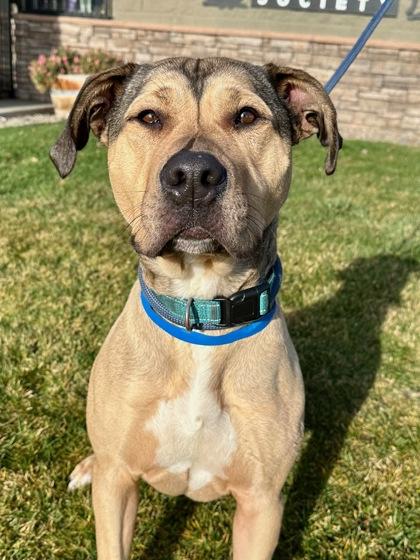 Harvey, Adoptable, Adult Male Pit Bull Terrier & Husky.