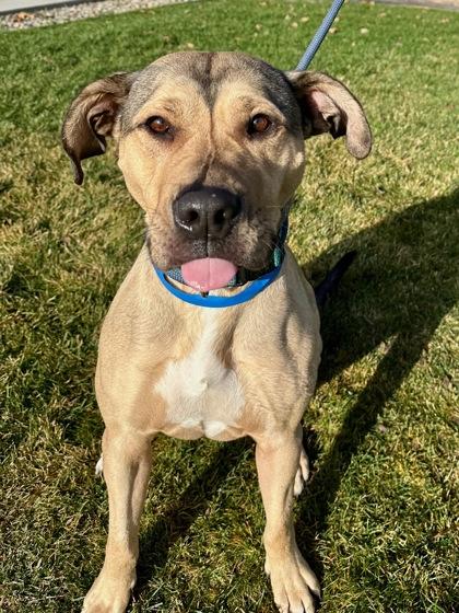 Enlarge Harvey, a Adoptable mixed breed in Yakima, WA image 2/3