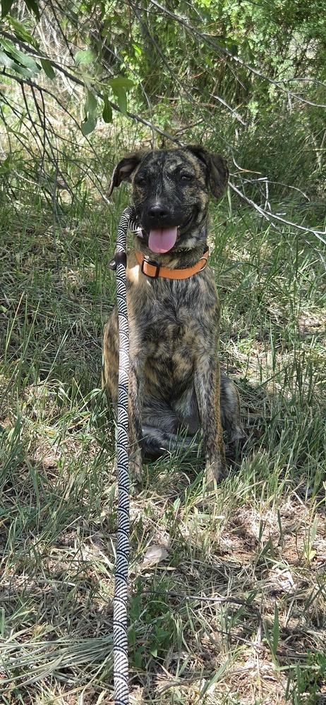 Luke, a Adoptable mixed breed in Cortez, CO image 2/6