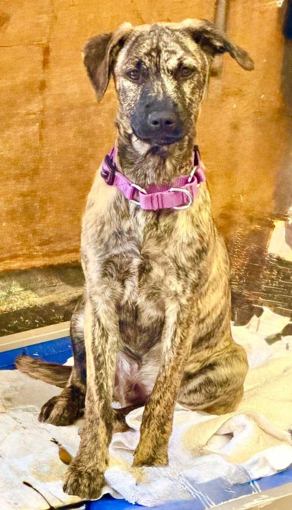 Luke, a Adoptable mixed breed in Cortez, CO image 2/4