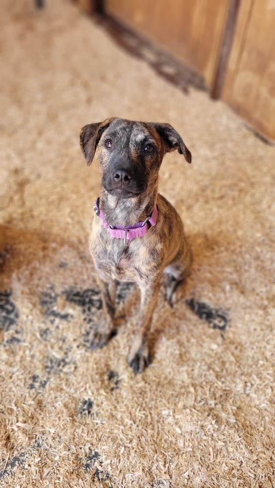 Luke, a Adoptable mixed breed in Cortez, CO image 4/4