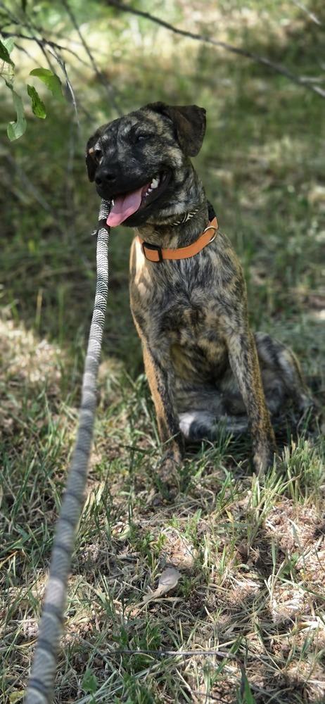 Luke, a Adoptable mixed breed in Cortez, CO image 6/6