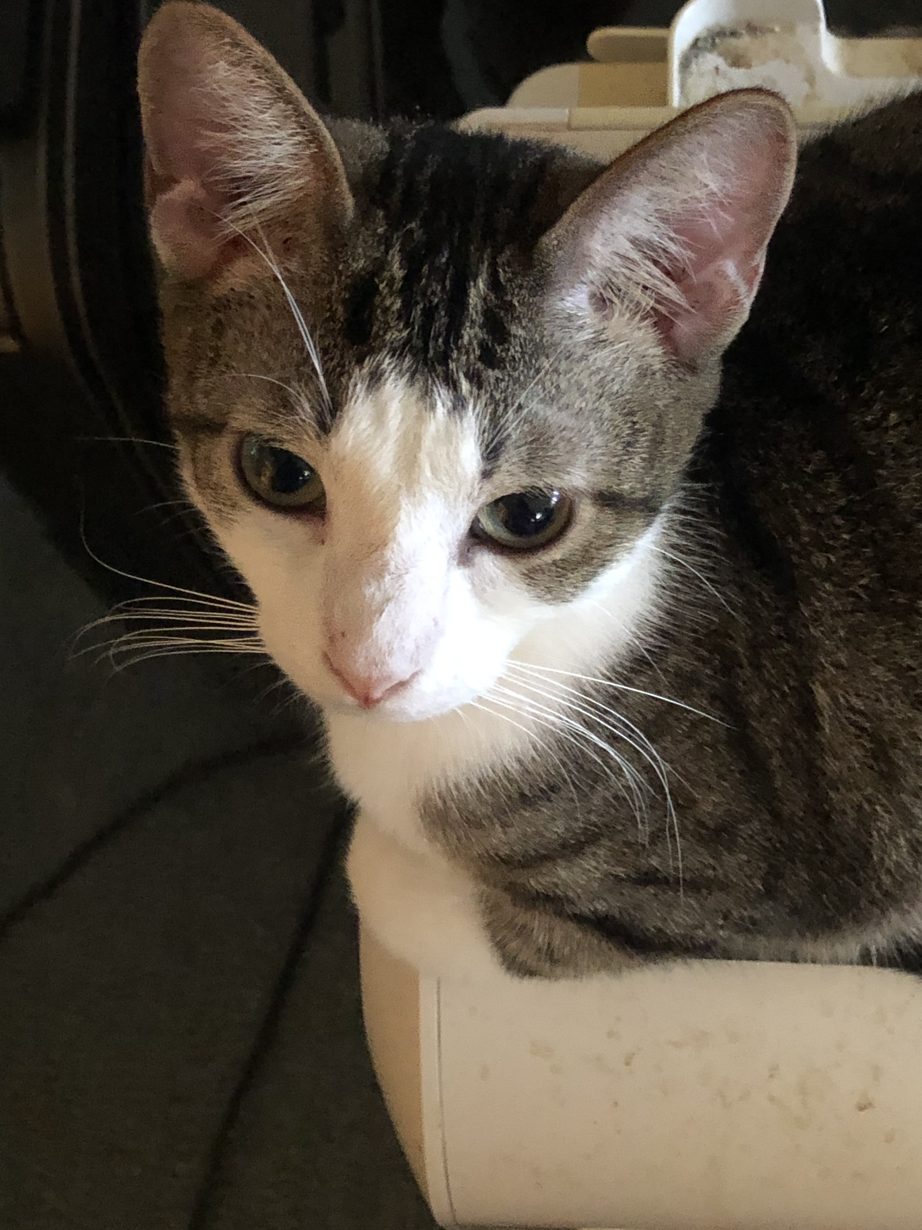 San Jose & San Miguel ~ BONDED BROTHERS, a Adoptable Tabby in Tustin, CA image 1/4