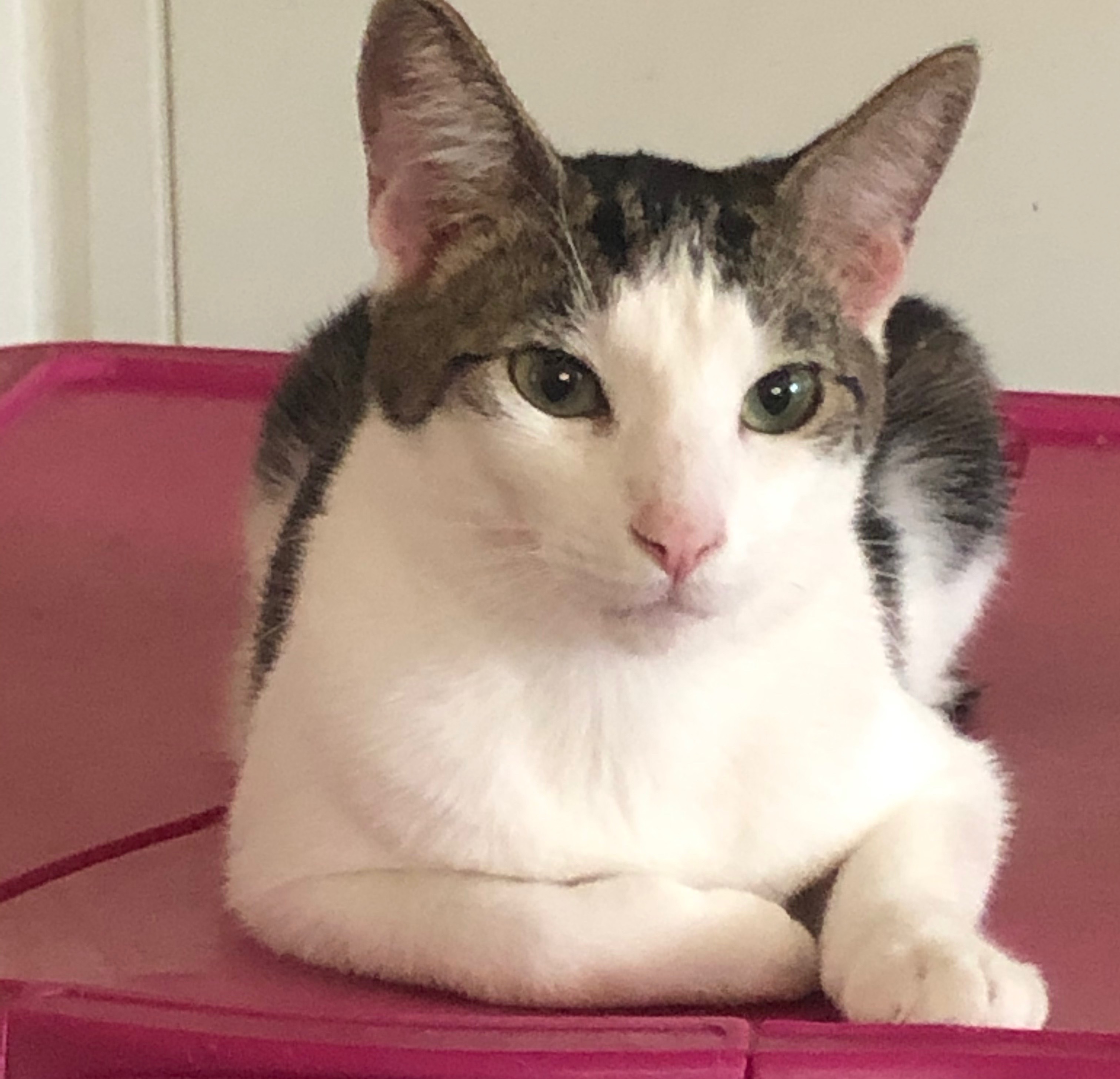 San Jose & San Miguel ~ BONDED BROTHERS, a Adoptable Tabby in Tustin, CA image 2/4