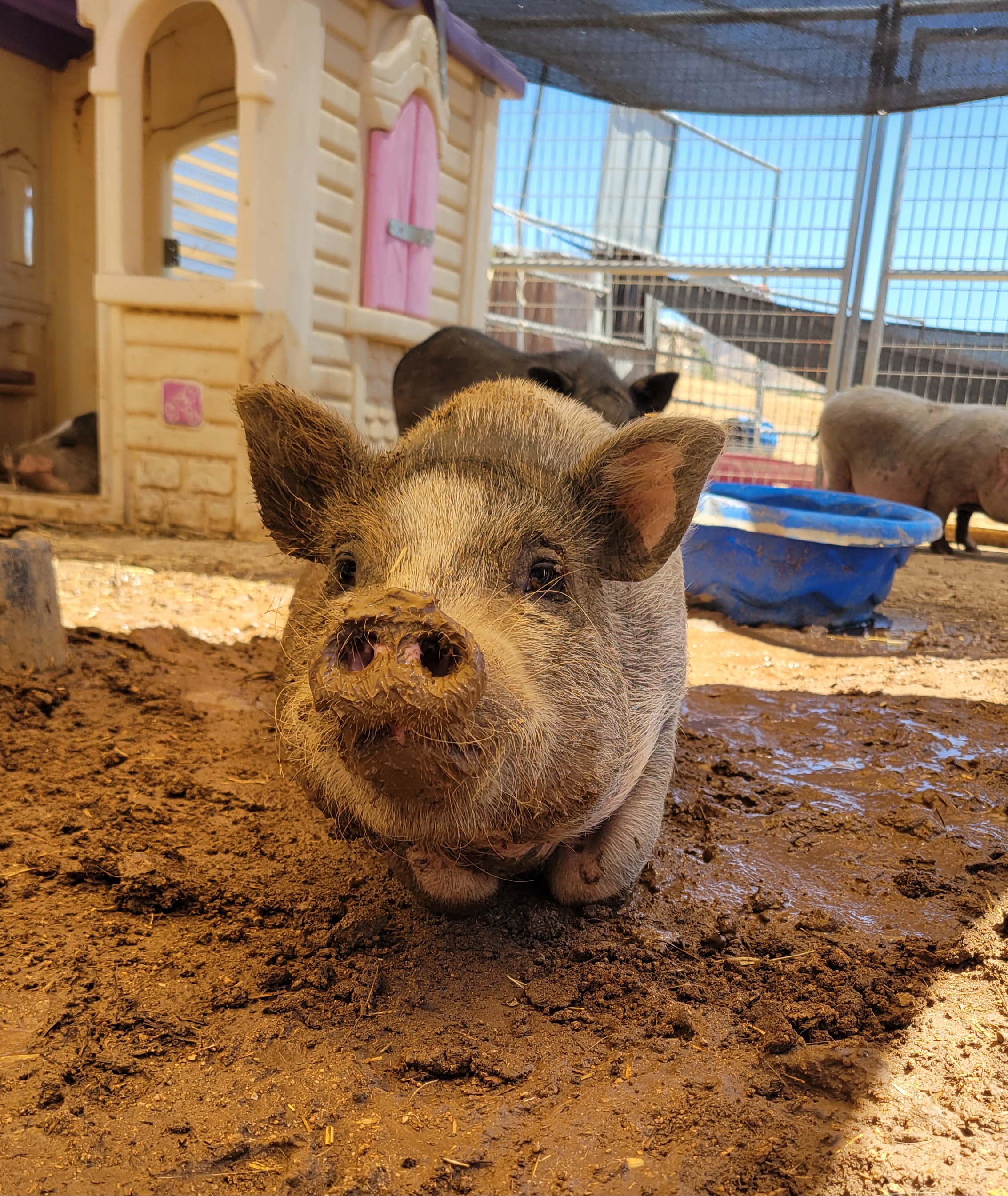 Enlarge Jessie, a Adoptable Pot Bellied in Agua Dulce, CA image 2/3