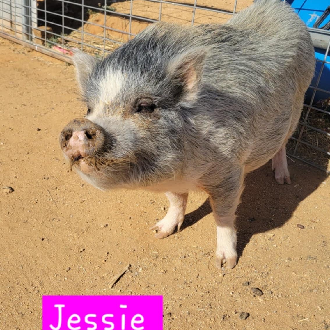 Jessie
