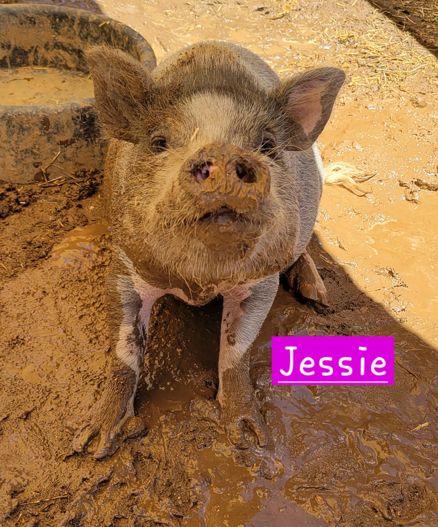 Enlarge Jessie, a Adoptable Pot Bellied in Agua Dulce, CA image 3/3