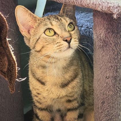 Cinnamon, a Adoptable mixed breed in Erin, ON image 1/3